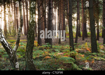 Wald in der Dämmerung in West Sussex mit Sonne durch die Bäume. Farn Herbstfarben zu drehen beginnt. Stockfoto