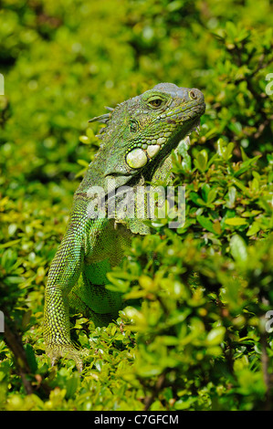 Leguan (Iguana Iguana) Porträt, Parque Bolivar, Guayaquil, Ecuador Stockfoto
