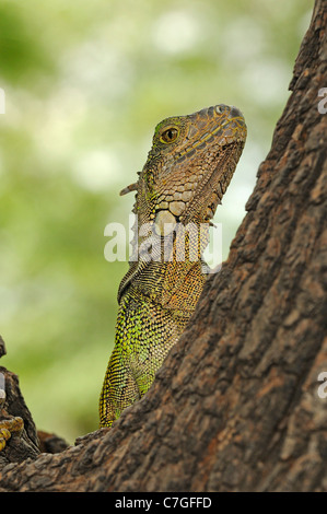Leguan (Iguana Iguana) im Baum, Parque Bolivar, Guayaquil, Ecuador Stockfoto