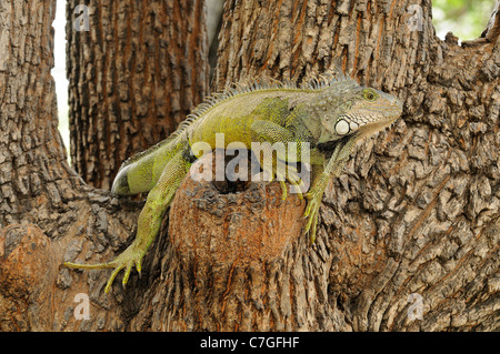 Leguan (Iguana Iguana) ruhen im Baum, Parque Bolivar, Guayaquil, Ecuador Stockfoto