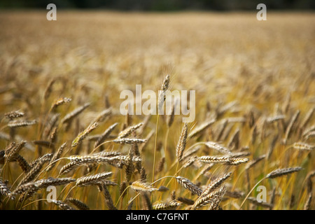 Gerste Ernte in einem Feld reif für die Ernte Grafschaft Donegal Irland Stockfoto