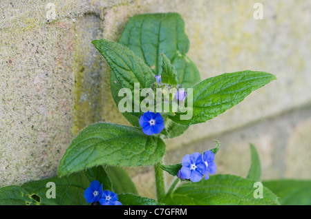 Pentaglottis sempervirens Stockfoto