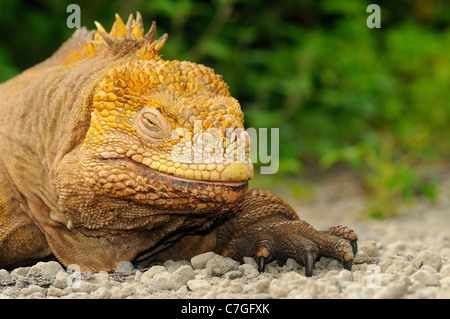 Nahaufnahme, schlafend, Galapagos-Inseln, Ecuador Land Iguana (Conolophus SP.) Stockfoto