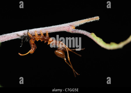 Motte (Stauropus Fagi) zweiten Instar Hummer Larve, gerade entstanden aus alten larvalen Haut, Ameise Mimik, Oxfordshire, Vereinigtes Königreich Stockfoto