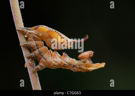 Hummer Moth (Stauropus Fagi) ausgewachsenen Larve im Ruhezustand, Oxfordshire, Vereinigtes Königreich Stockfoto