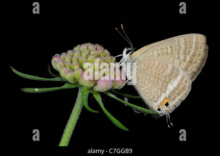 Long-tailed Blue Butterfly (Lampides Boeticus) Erwachsenen ruht auf Flowerhead, Gefangenschaft gezüchtet, Europa. Stockfoto