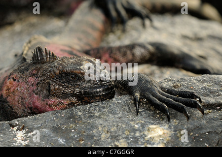 Marine Iguana (Amblyrhynchus Cristatus) ruht auf Lava Rock, Galapagos-Inseln, Ecuador Stockfoto