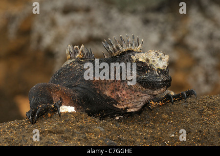 Marine Iguana (Amblyrhynchus Cristatus) ruht auf Lava Rock, Galapagos-Inseln, Ecuador Stockfoto