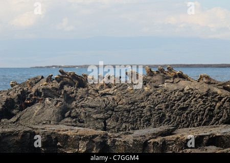 Marine Iguana (Amblyrhynchus Cristatus) Gruppe ruht auf Lava Rock, Galapagos-Inseln, Ecuador Stockfoto