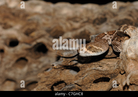 Western Diamondback Klapperschlange (Crotalus Atrox) mit Zunge verlängert, Arizona, USA Stockfoto