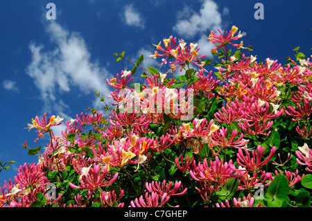 Englischen wilden Geißblatt (Lonicera Periclymenum) in voller Blüte, Oxfordshire, Vereinigtes Königreich Stockfoto