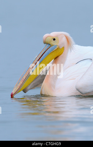 Weißer Pelikan (Pelecanus Onocrotalus) Portrait von Erwachsenen in der Zucht Gefieder, See Kerkini, Griechenland Stockfoto