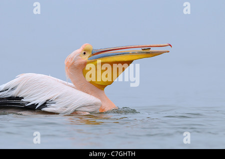 Weißer Pelikan (Pelecanus Onocrotalus) schwimmen mit Fischen in offenen Schnabel, in Zucht Gefieder, See Kerkini, Griechenland Stockfoto