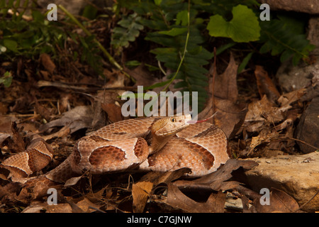 Südlichen Copperhead Agkistrodon Contortrix contortrix Stockfoto