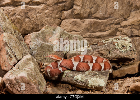 Trans-Pecos Copperhead Agkistrodon Contortrix pictagaster Stockfoto