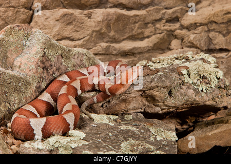 Trans-Pecos Copperhead Agkistrodon Contortrix pictagaster Stockfoto