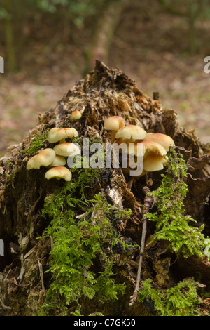 Grünblättriger Fasciculare "Sulphur Tuft" Pilze auf einem faulenden Baumstumpf Stockfoto