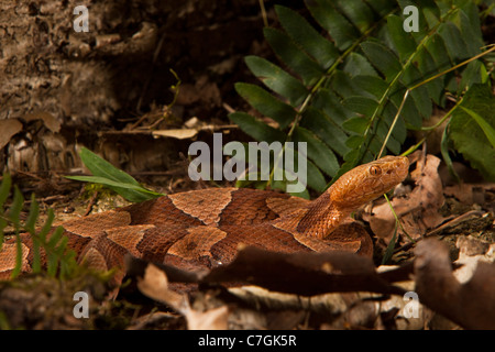 Nördlichen Copperhead Agkistrodon Contortrix mokasen Stockfoto