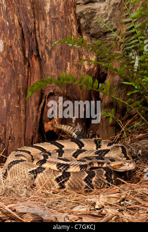 Canebrake Klapperschlange Stockfoto