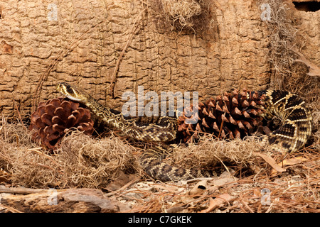 Eastern Diamondback Klapperschlange Crotalus adamanteus Stockfoto