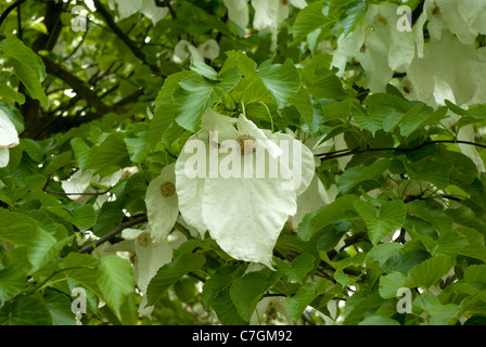 Davidia involucrata Stockfoto