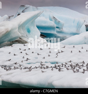 Küstenseeschwalben auf Gletschereis, Jökulsárlón Glacial Lagune, Island Stockfoto