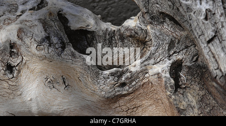 Holz Naturformen in viel natürliches Licht. Starke abstrakte Qualitäten. Stockfoto