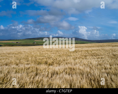 dh Gerste Feld Schottland Herbst STENNESS ORKNEY Land Ernte uk Land Landschaften Ernte blauen Himmel Pflanzen in Feldern Stockfoto
