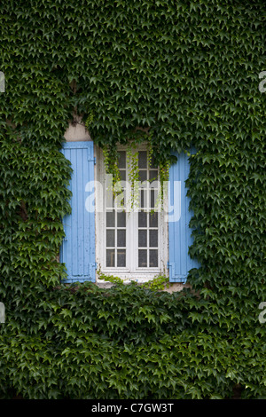 Ivy, die rund um ein Fenster mit Fensterläden Stockfoto