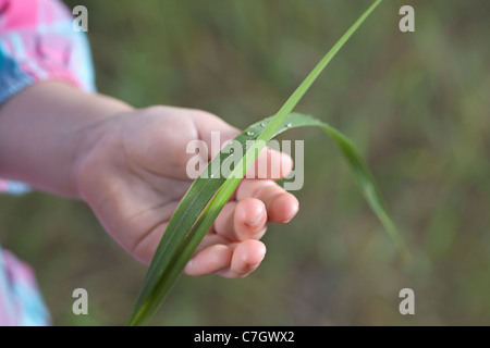 Ein Kind hält Grashalme, Fokus auf Seite Stockfoto