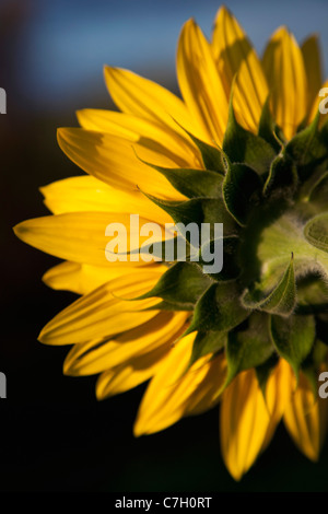 Eine Sonnenblume close-up, hintere Ansicht Stockfoto