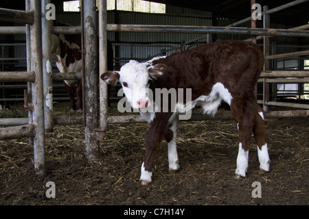 Ein Kalb stehend in einer Scheune Stockfoto