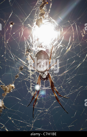 Sonne auf eine Spinne, die von einem Netz hängen Stockfoto