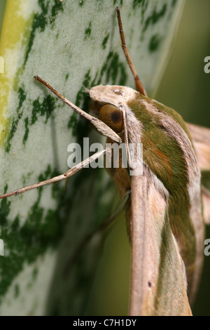 Nahaufnahme des Auges ein Green Hawk Moth Pergesa Acteus, Java, Indonesien Stockfoto