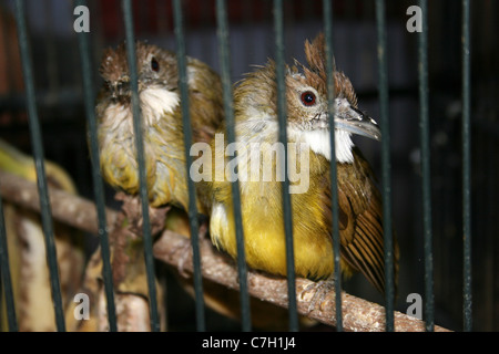 Grau-cheeked gehaltenen Alophoixus Bres zum Verkauf an indonesischen Vogel & Tiere Markt Stockfoto