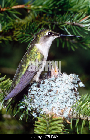 FRAU RUBY THROATED KOLIBRI AM NEST MIT JUNGEN Stockfoto