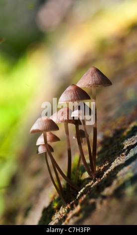 Gruppierte Motorhaube (Mycena Inclinata) auf dem Baum Stockfoto