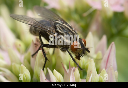 Eine Stubenfliege (Musca Domestica) hocken auf einer Blume Stockfoto
