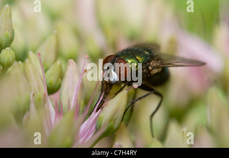 Eine Schmeißfliege (Calliphora Lucilia) hocken auf einer Blume Stockfoto