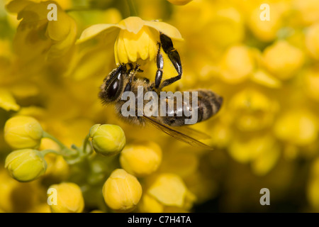 Eine Honigbiene (Apis Mellifica) thront auf gelben Blüten Stockfoto