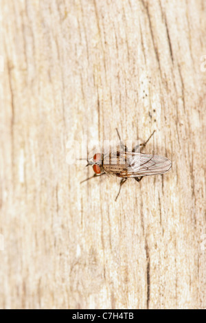 Eine Stubenfliege (Musca Domestica) stehend auf einem Stück von Totholz Stockfoto