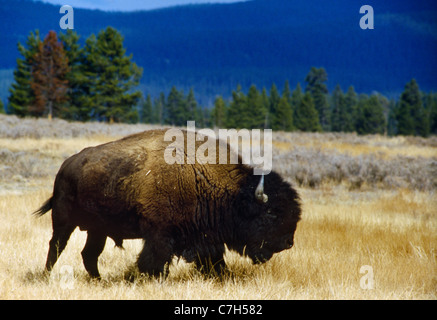 AMERIKANISCHER BISON ODER BÜFFEL (BISON BISON) IM YELLOWSTONE NATIONAL PARK Stockfoto