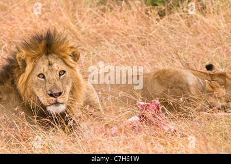 Löwe (Panthera Leo) - Juli 2010, Masai Mara National Reserve, Kenia, Ostafrika, Afrika Stockfoto