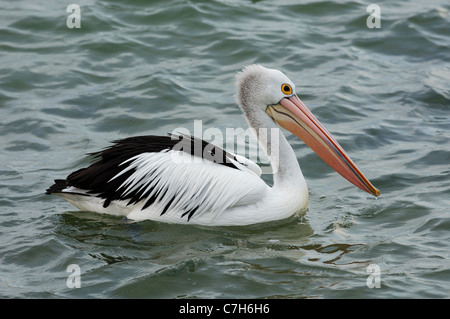 australischer Pelikan auf Kangaroo Island, Australien Stockfoto