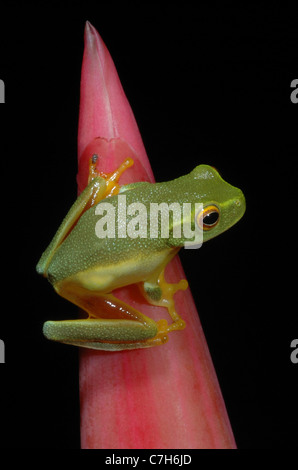 Zierliche grünes Treefrog (Litoria Gracilenta) in den Regenwald, Daintree, Australien Stockfoto