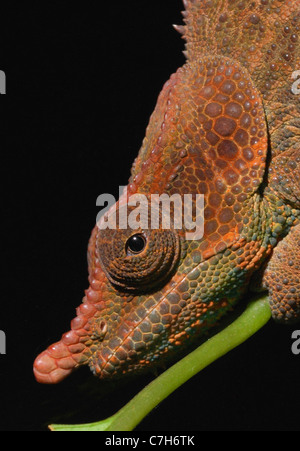 Männliche kryptische Chamäleon (Calumma Crypticum) im madagassischen Regenwald. Stockfoto