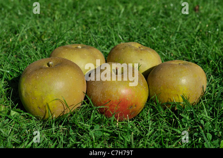 Hause angebaut Bio Egremont Russet liegen Tafeläpfel aus einem Garten in Hampshire in kurzen Rasen, September, Herbst, UK Stockfoto