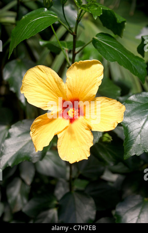 Gelber Hibiskus wächst in einem Gewächshaus Stockfoto