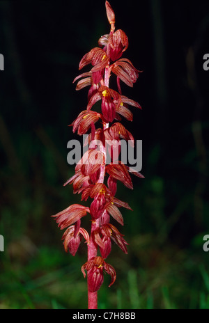 GESTREIFT ODER MIT KAPUZE CORALROOT (CORALLORHIZA STRIATA) Stockfoto