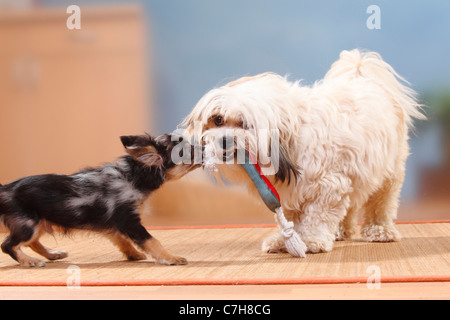 Mixed Breed Dog und Chihuahua, Langhaar, Welpe, dunkel-Merle, 17 Wochen / Spielzeug, Tauziehen Stockfoto